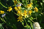 photo thumbnail #13