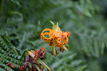 photo thumbnail #14