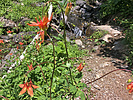 photo thumbnail #15