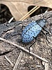 photo thumbnail #6