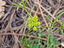 2022-08-03 :1: East Clear Creek-Quaking Aspen Loop :: kingsnake