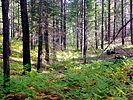 2022-08-03 :1: East Clear Creek-Quaking Aspen Loop :: kingsnake