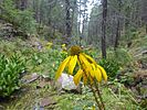 2022-08-03 :1: East Clear Creek-Quaking Aspen Loop :: kingsnake
