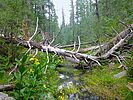 2022-08-03 :1: East Clear Creek-Quaking Aspen Loop :: kingsnake