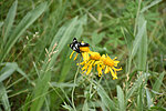 photo thumbnail #15