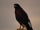 2022-08-13 :2: Axle Grease Trail :: DarthStiller