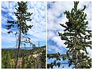 2022-07-12 :1: Bryce Sunrise Point north :: tibber