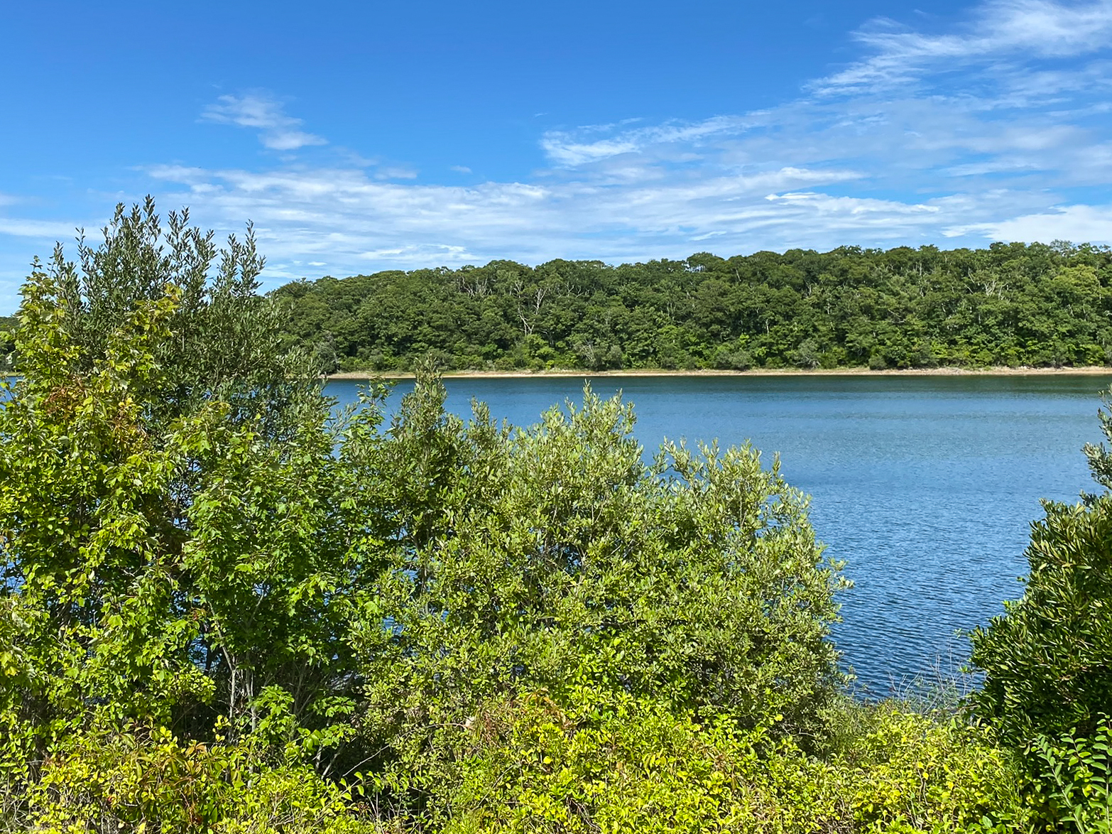 Falmouth Town Forest Long Pond Trail, MA • Hike