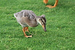 photo thumbnail #10