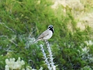 2022-08-20 :3: Spur Cross Ranch Wander :: LosDosSloFolks