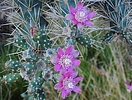 2022-08-20 :3: Spur Cross Ranch Wander :: LosDosSloFolks