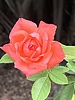 photo thumbnail #12