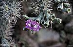 2022-08-22 :1: Needle Vista to Hackberry Spring :: Yoder