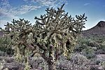 2022-08-22 :1: Needle Vista to Hackberry Spring :: Yoder