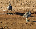 2022-08-27 :: Glendale Recharge Ponds :: rrshort