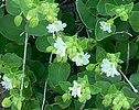 2022-08-27 :1: Dutch - Whiskey - Bluff Springs Loop :: joebartels