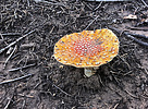 photo thumbnail #2
