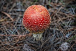 photo thumbnail #15