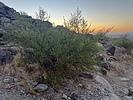 photo thumbnail #4