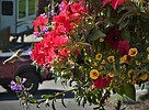photo thumbnail #15