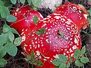 photo thumbnail #14