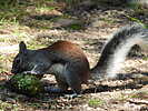 2022-08-30 :2: Shannon Campground :: cactuscat
