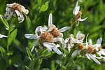 photo thumbnail #15