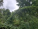 photo thumbnail #15