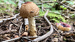 photo thumbnail #9