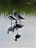 photo thumbnail #11