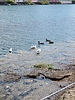 photo thumbnail #10