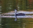 2022-09-17 :: Chapparal Park :: rrshort
