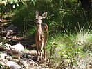 2022-09-15 :3: Cave Creek Canyon :: cactuscat