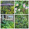 2022-07-19 :1: The Belly River Trail :: tibber