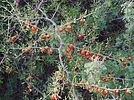 2022-09-19 :3: CCRP 4 Trail Loop :: LosDosSloFolks