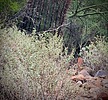 2022-09-20 :1: Lookout Mtn Circumference Trail #308 :: tibber
