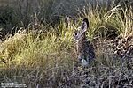2022-09-12 :1: Rock Knob Trail - MSP / MMRP :: Yoder