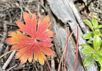 photo thumbnail #6
