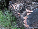 photo thumbnail #9