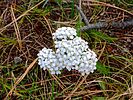 2022-09-28 Pole Knoll Recreation Area :: kingsnake