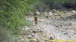 2022-09-29 :1: Bush & Salt Area On-Off Trail Biking :: CannondaleKid