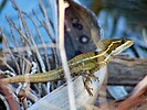 photo thumbnail #3
