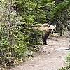 2022-10-02 :2: Dew Mound - Crow Pass Loop :: LindaAnn