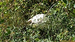 photo thumbnail #13