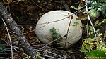 photo thumbnail #14