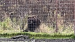 2022-10-04 :3: Alaska Wildlife Conservation Center :: LindaAnn