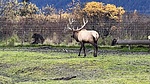 2022-10-04 :3: Alaska Wildlife Conservation Center :: LindaAnn