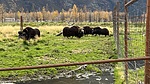 photo thumbnail #11