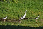 2022-10-03 :: Ambergris Caye Belize :: gummo
