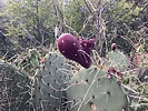 photo thumbnail #7